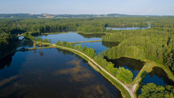 Naturkundliche Wanderung im Charlottenhofer Weihergebiet